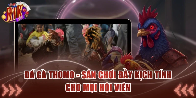 Đá Gà Thomo - Sân Chơi Đầy Kịch Tính Cho Mọi Hội Viên