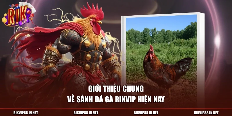 Giới thiệu chung về sảnh đá gà RIKVIP hiện nay