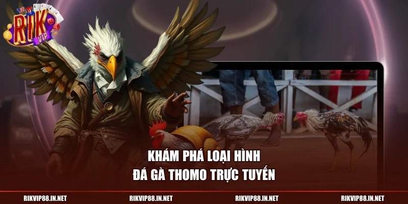 Khám phá loại hình đá gà Thomo trực tuyến