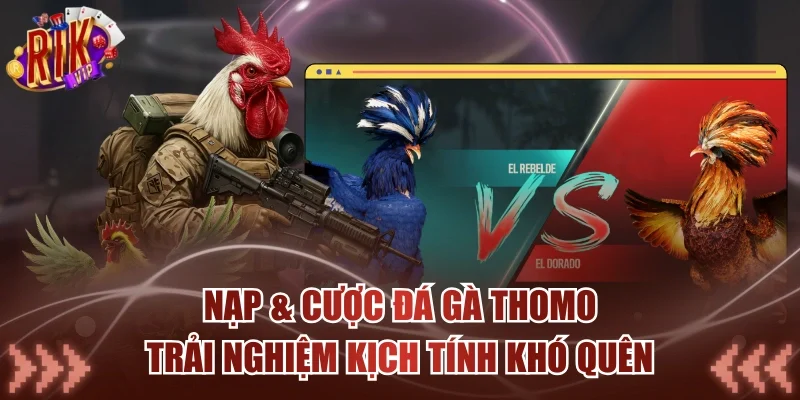 Nạp & Cược Đá Gà Thomo - Trải Nghiệm Kịch Tính Khó Quên