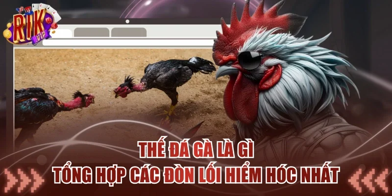 Thế Đá Gà Là Gì - Tổng Hợp Các Đòn Lối Hiểm Hóc Nhất