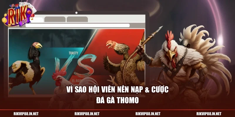 Vì sao hội viên nên nạp cược đá gà Thomo